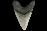 Large, Fossil Megalodon Tooth #92684-1
